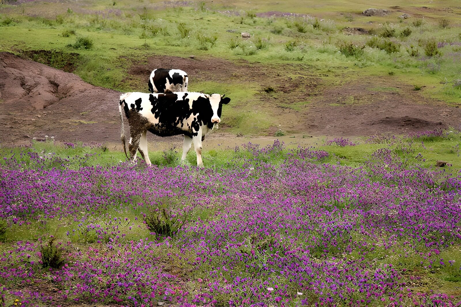 OCUK26738: Cows in purple field 1