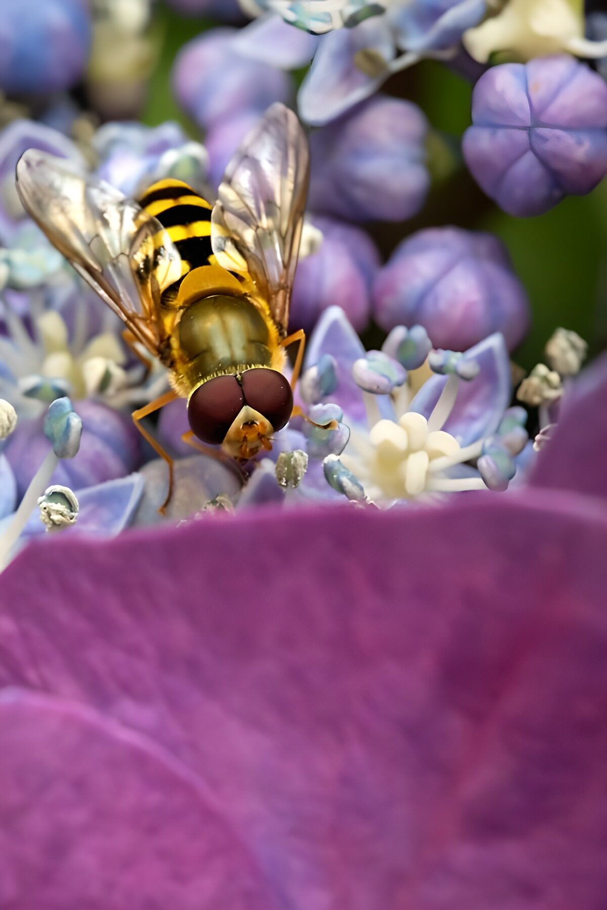 OCUK19337: Buzzing Beauty on Blooms