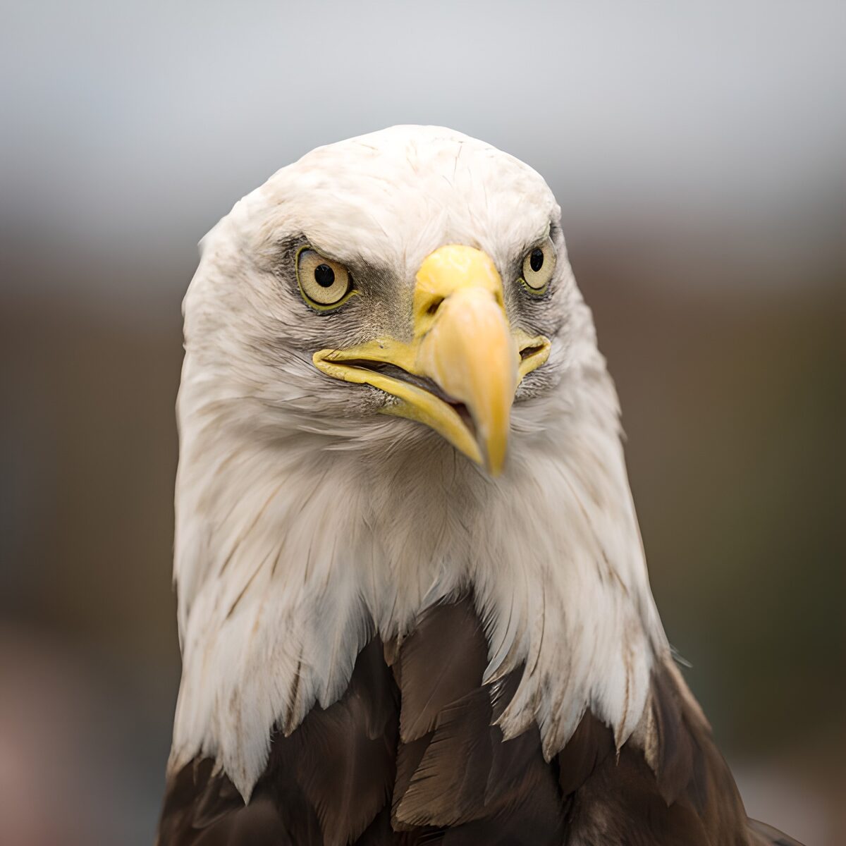 OCUK47952: Majestic Bald Eagle Portrait