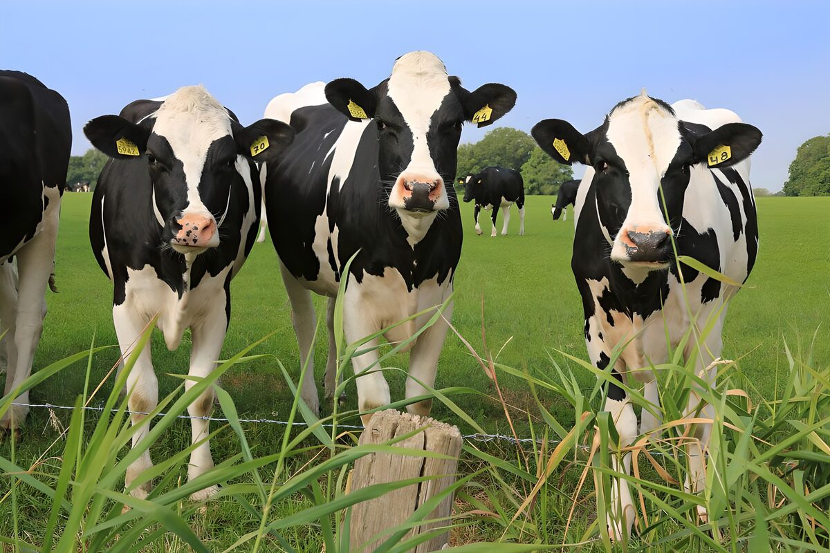 OCUK91509: Curious cows behind barbed wire