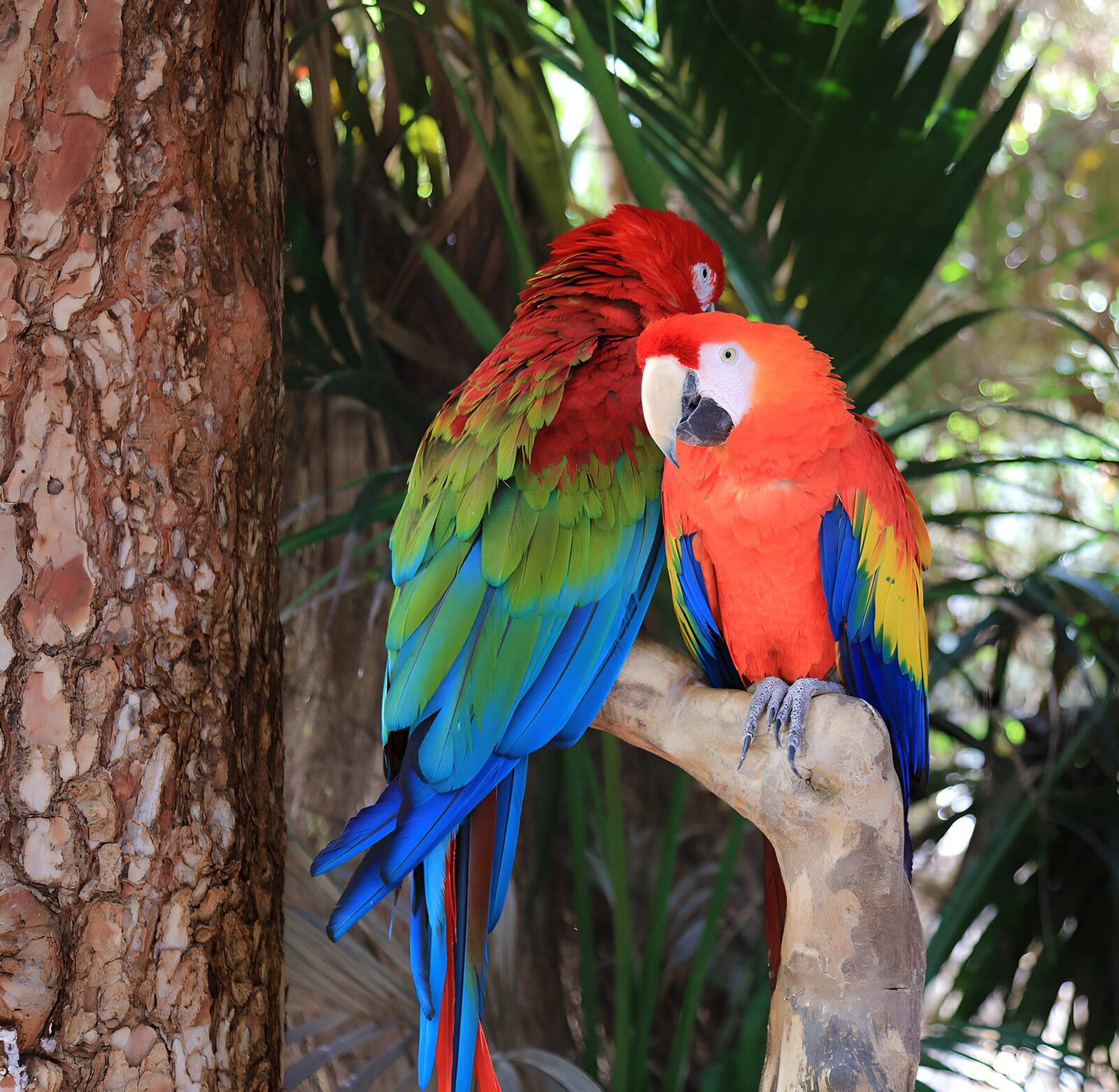 OCUK56327: Colorful Companions: Scarlet Macaws