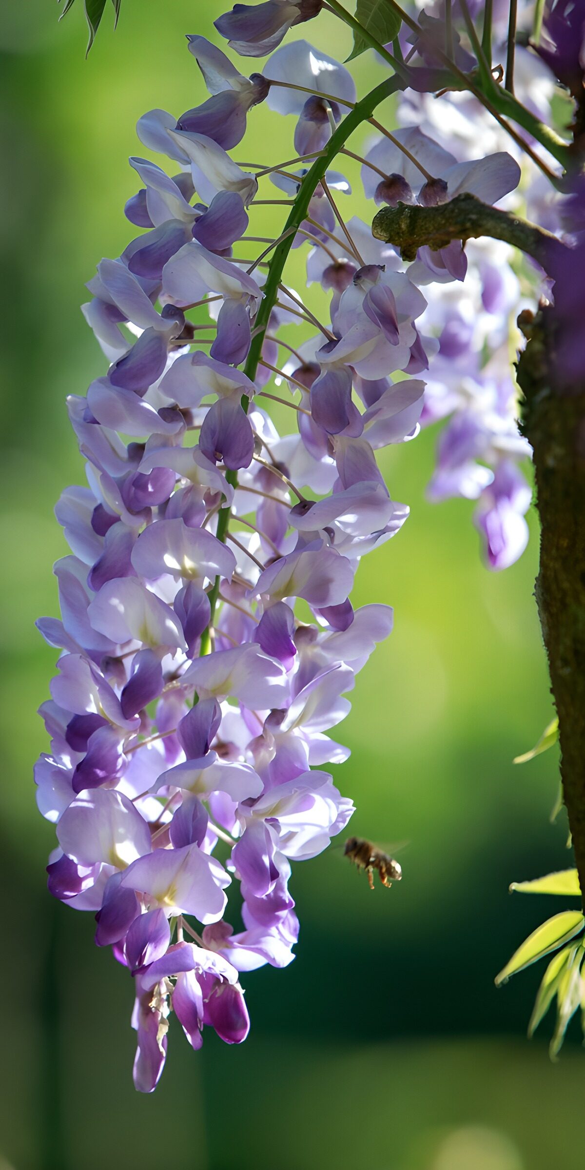 OCUK16976: Wisteria Blooms in Soft Light