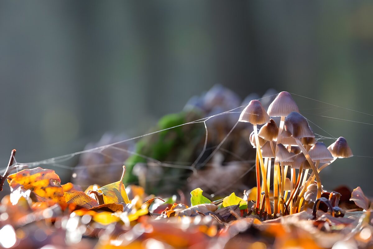 OCUK72766: Mushrooms at sunrise with autumn leaves