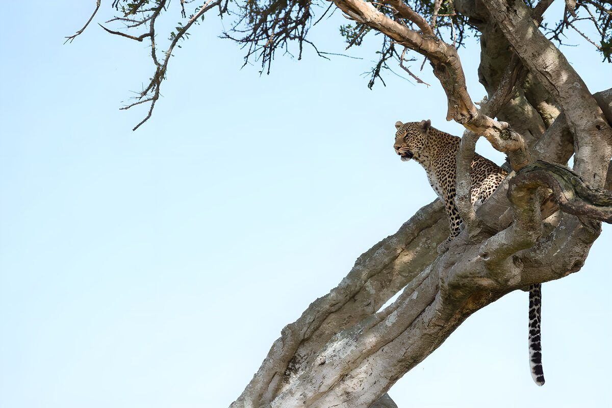 OCUK29374: Majestic Leopard Overlooking the Landscape