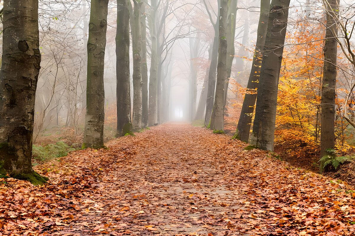OCUK31045: Enchanted Misty Forest Pathway