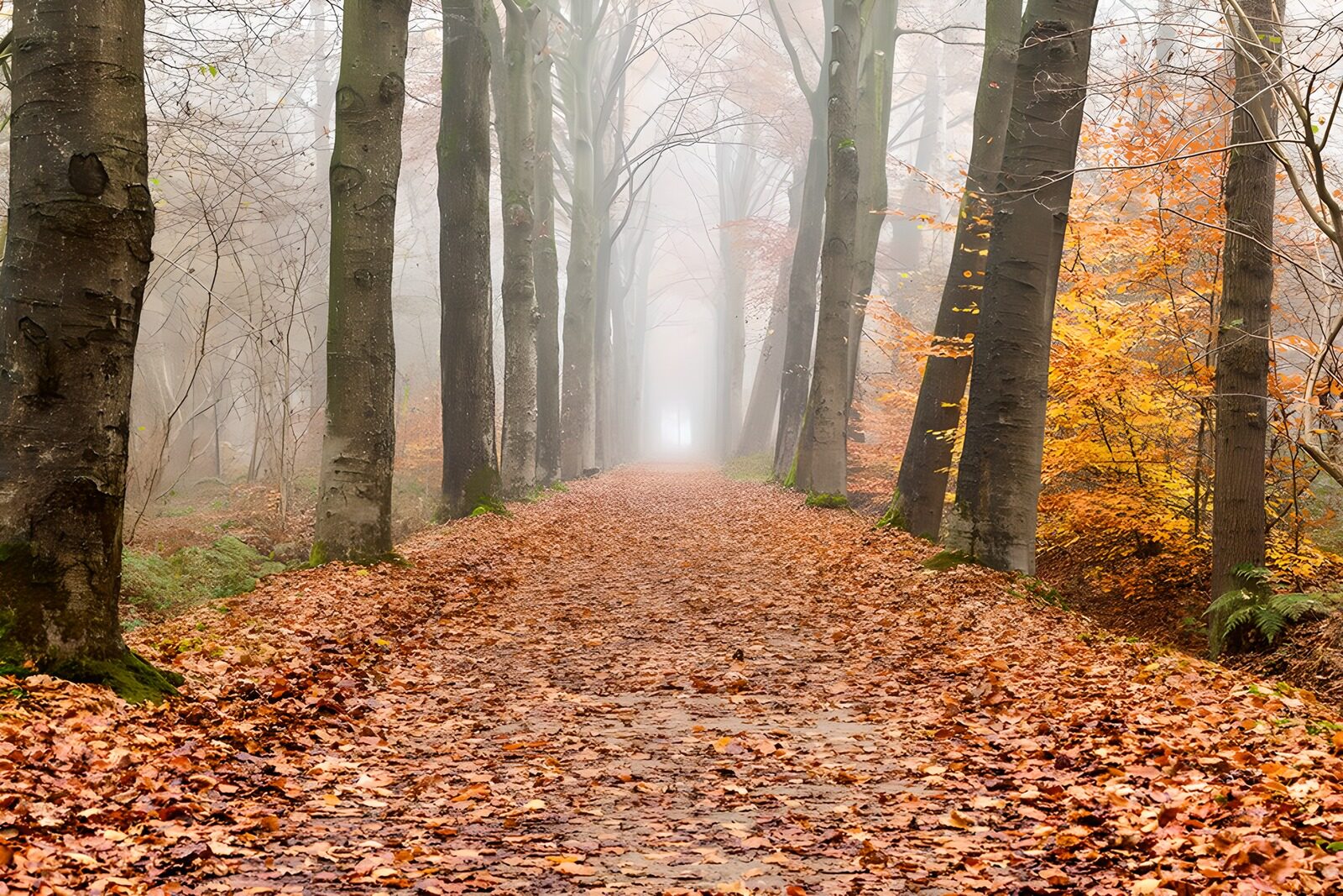 OCUK31045: Enchanted Misty Forest Pathway