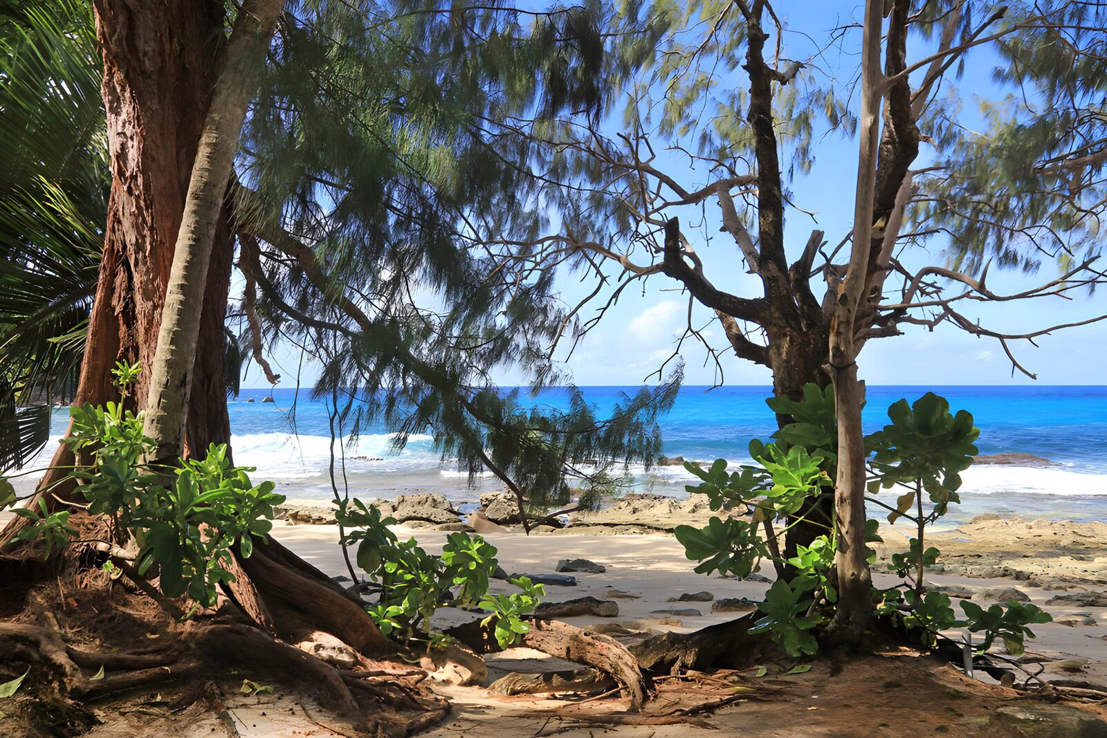 OCUK24637: Tropical Coastal Paradise