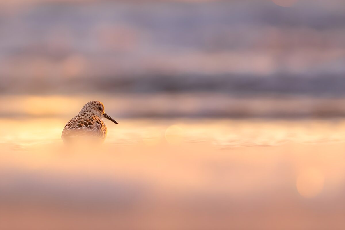 OCUK61342: Serene Shorebird at Sunset