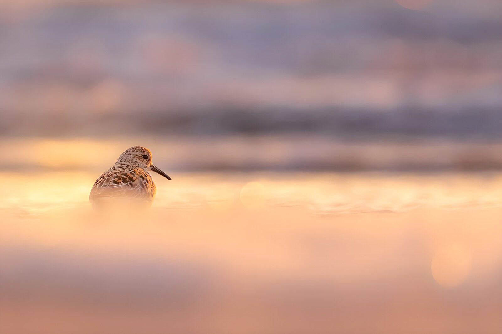 OCUK61342: Serene Shorebird at Sunset