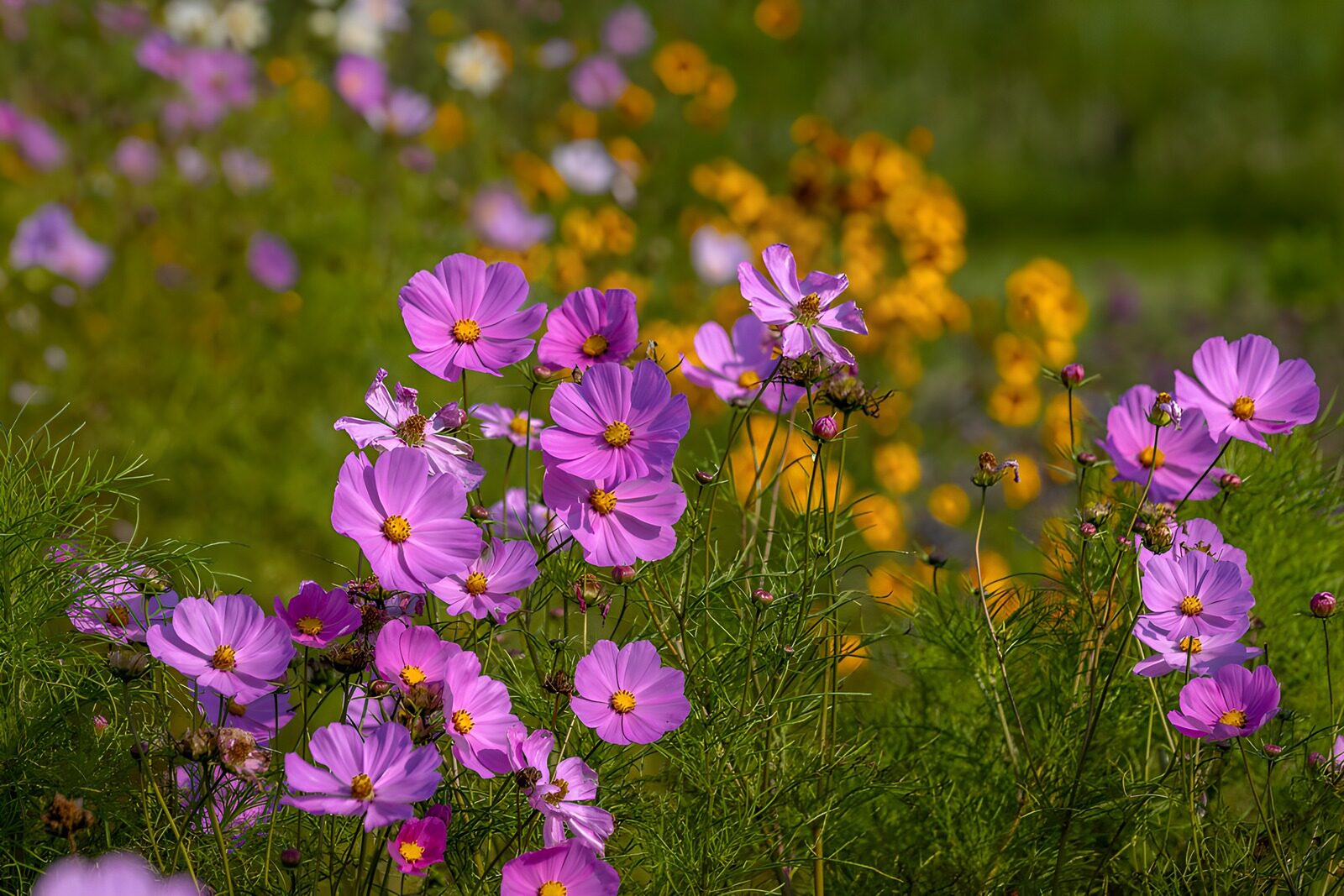 OCUK65471: Vibrant Cosmos Flowers in Bloom