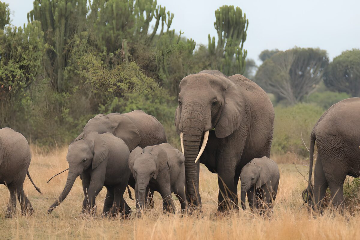 A Herd of Majestic Elephants