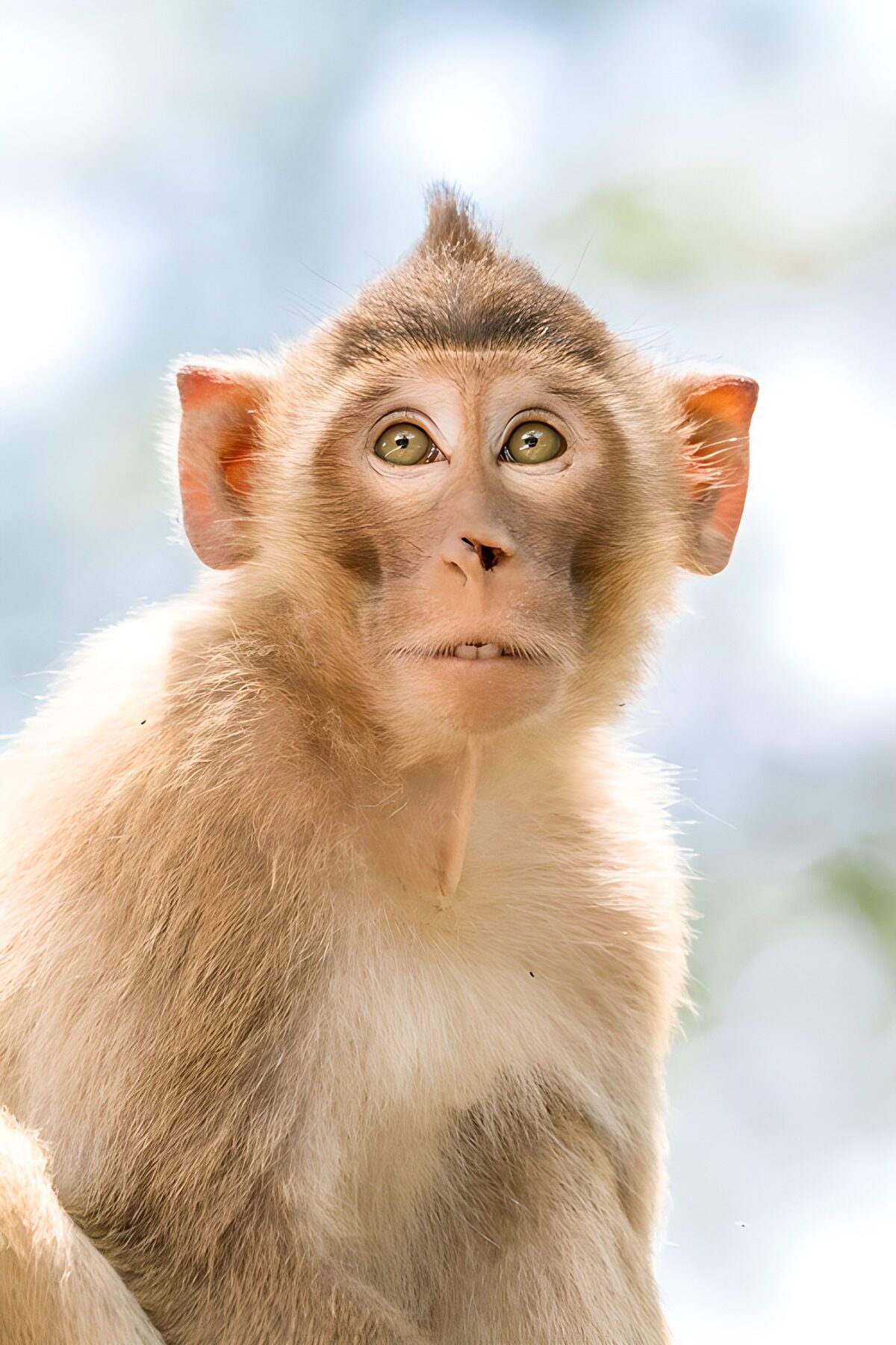 OCUK46072: Curious Monkey Gazing at the World