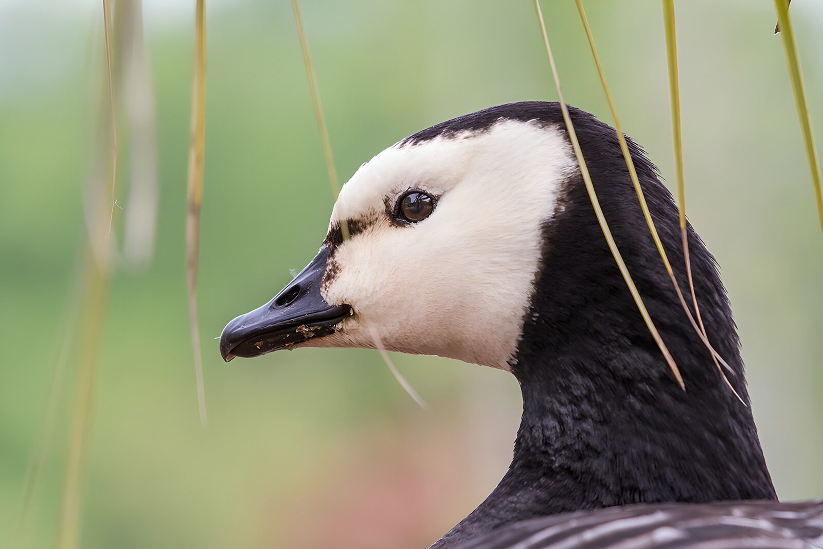 OCUK59893: Elegant Waterfowl in Nature