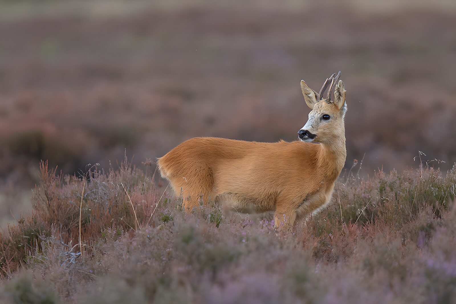 OCUK74096: Young Roe Deer in Blooming Heather