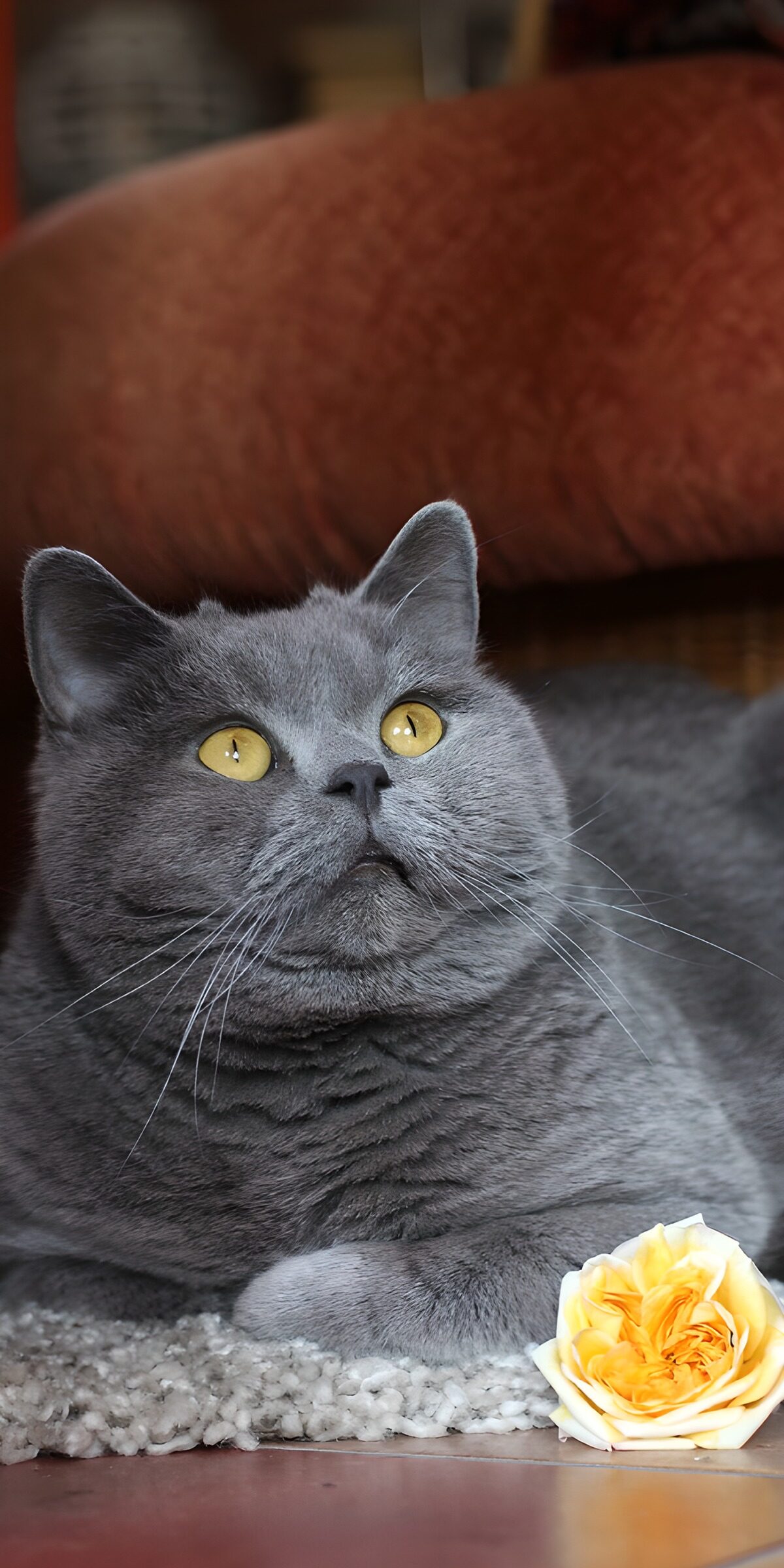 OCUK17938: Gray Cat with Yellow Rose