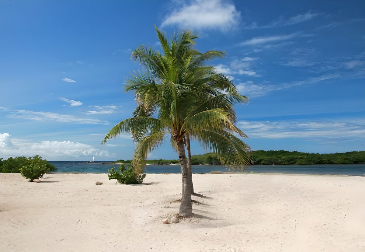OCUK83888: Two palm trees on the beach