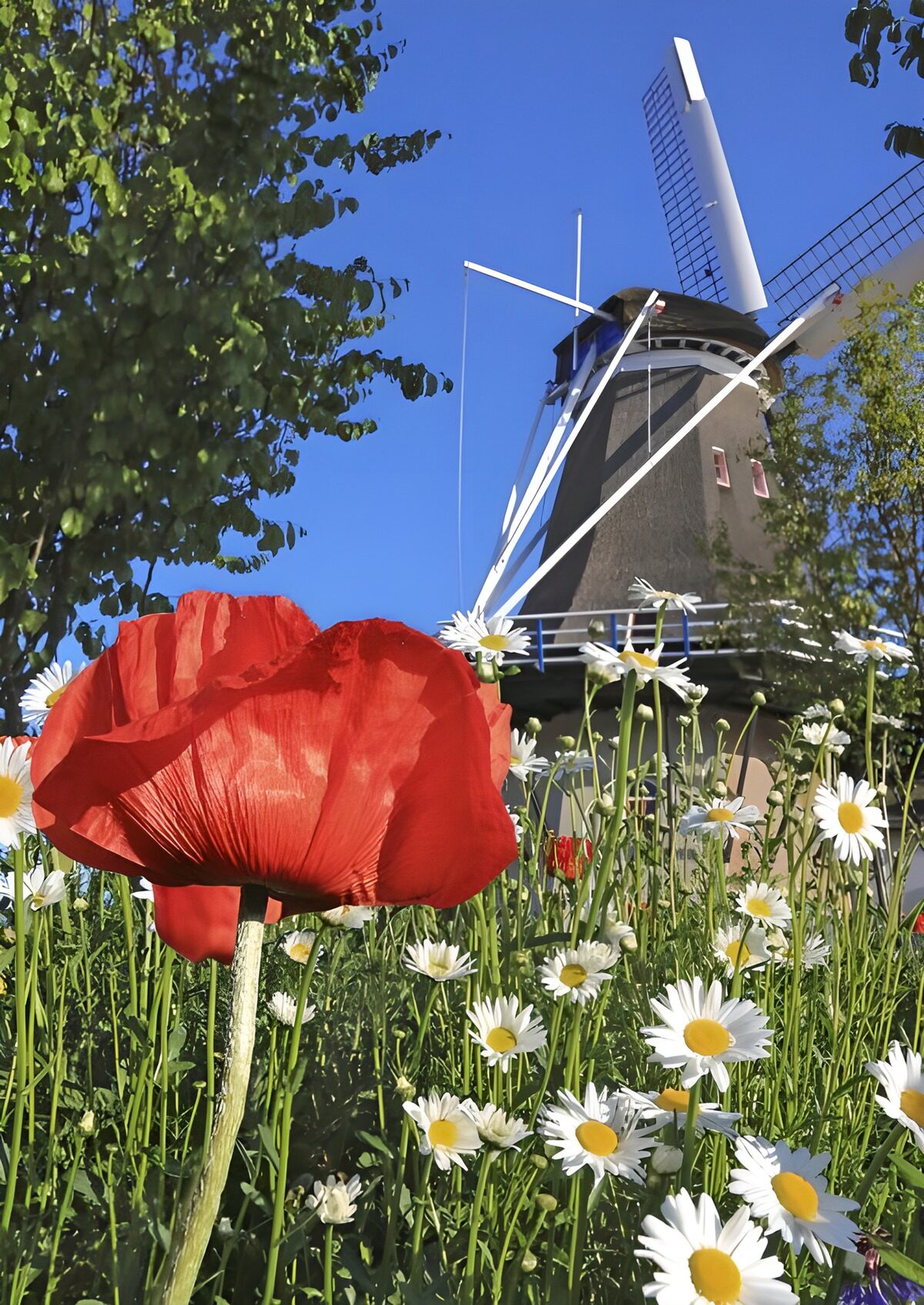 OCUK15229: Windmill with a poppy and daisies