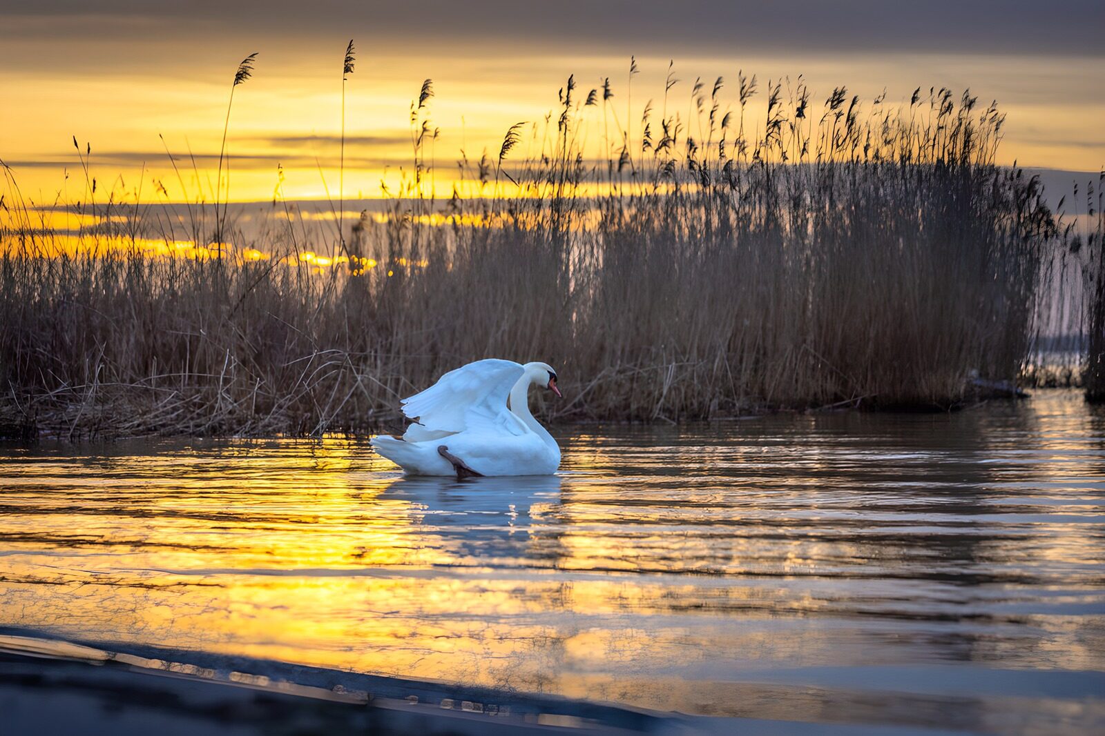 OCUK66495: Serene Swan at Sunset