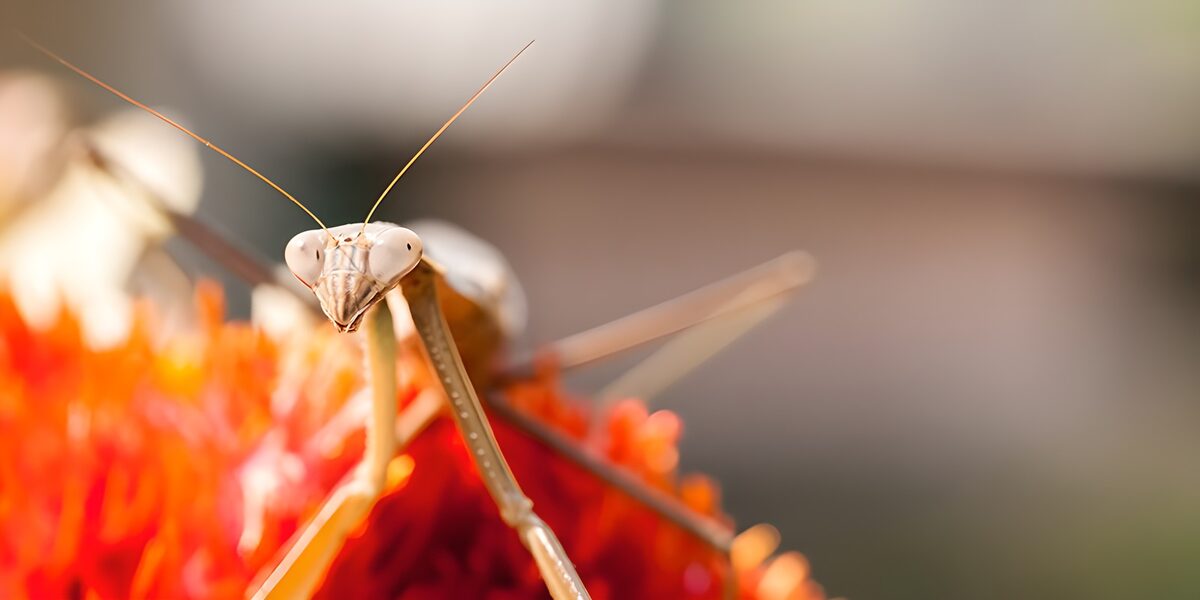Praying Mantis on Vibrant Flower