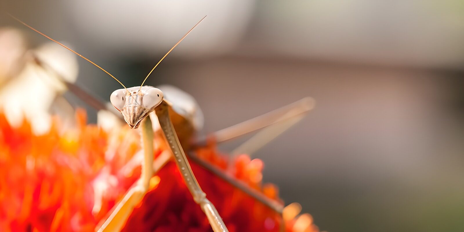 OCUK13535: Praying Mantis on Vibrant Flower