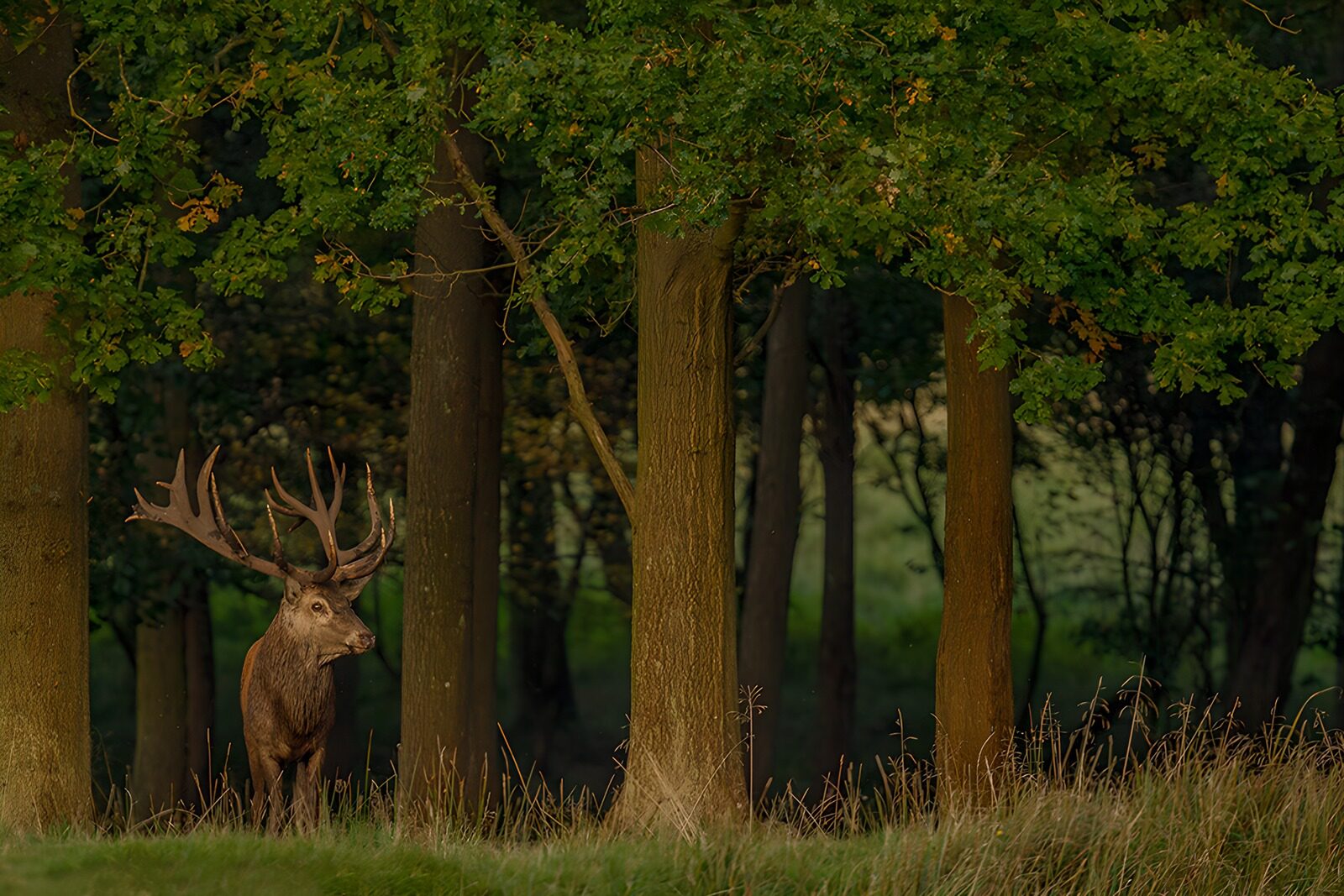 OCUK19630: Majestic Stag in the Forest