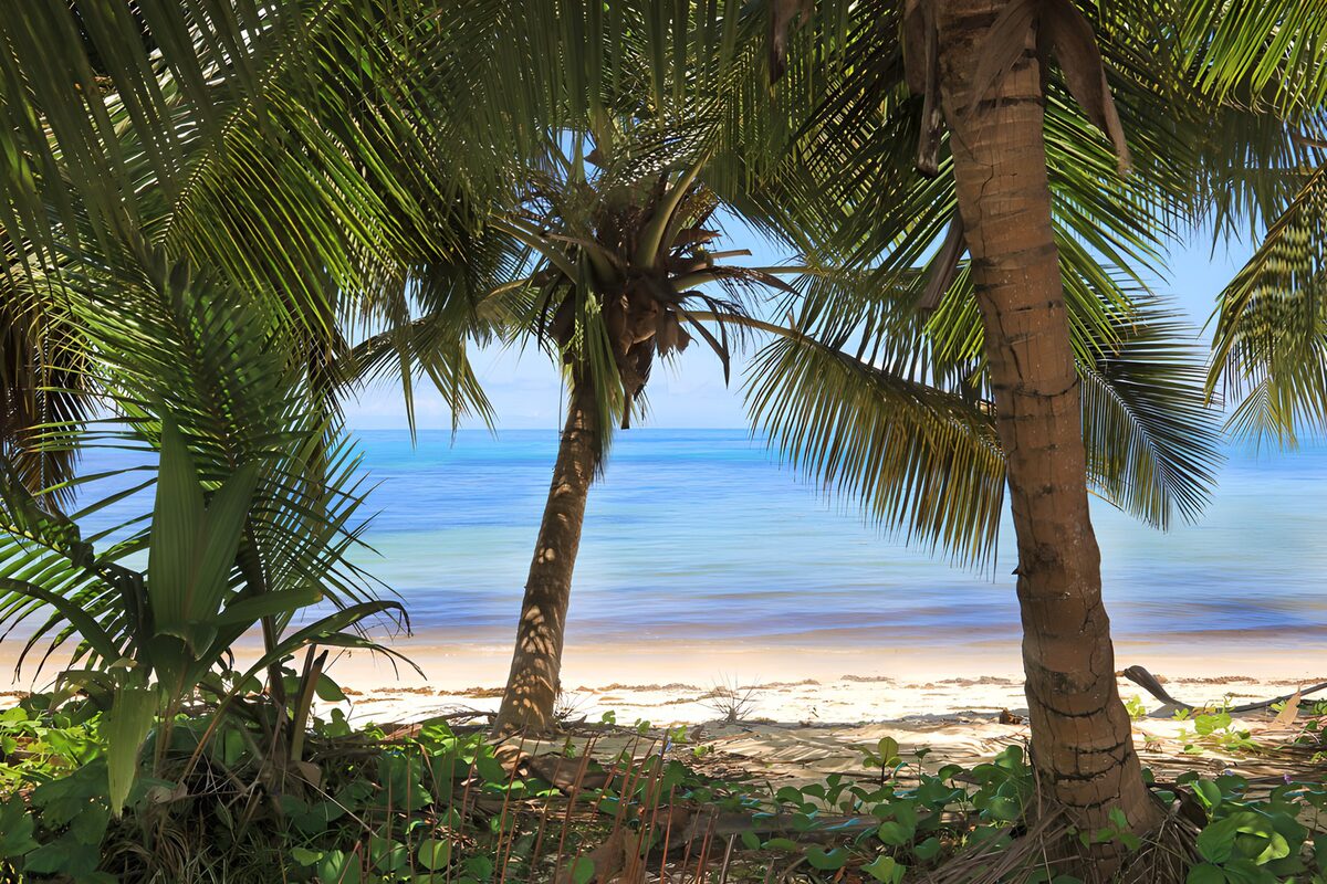 OCUK38177: Serene Tropical Beach View