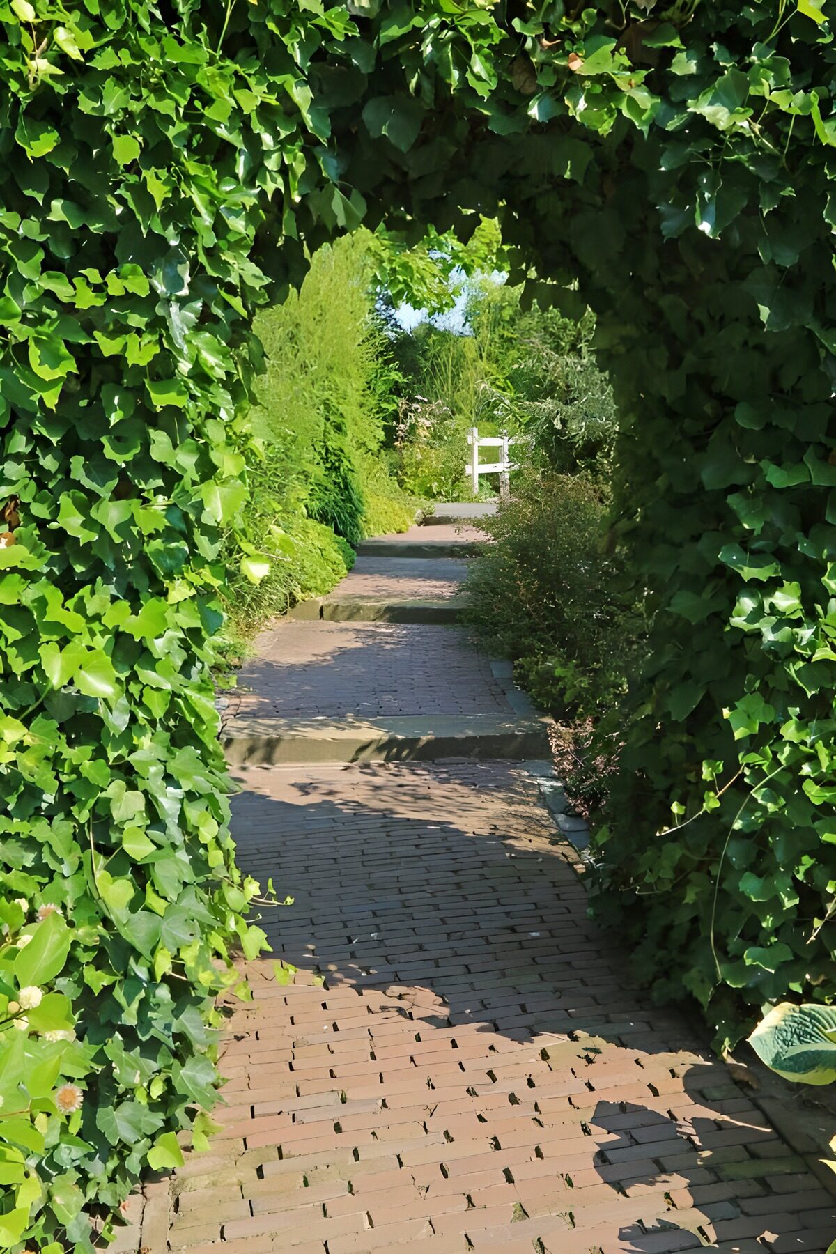 OCUK54001: Gate overgrown with ivy