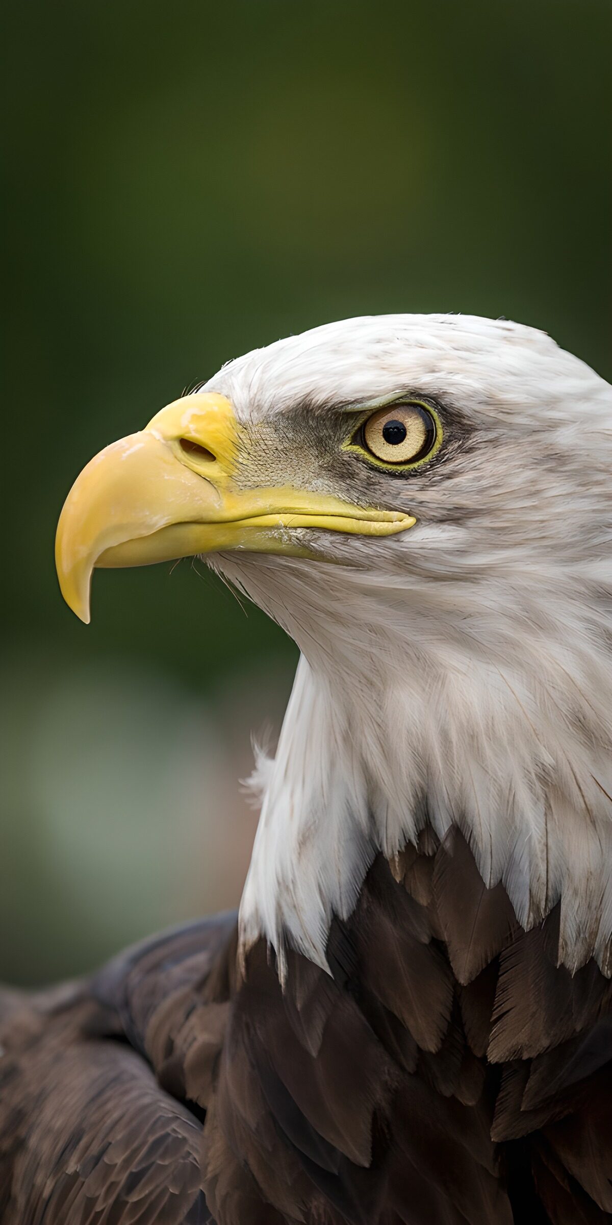 OCUK45833: : Majestic Bald Eagle Profile