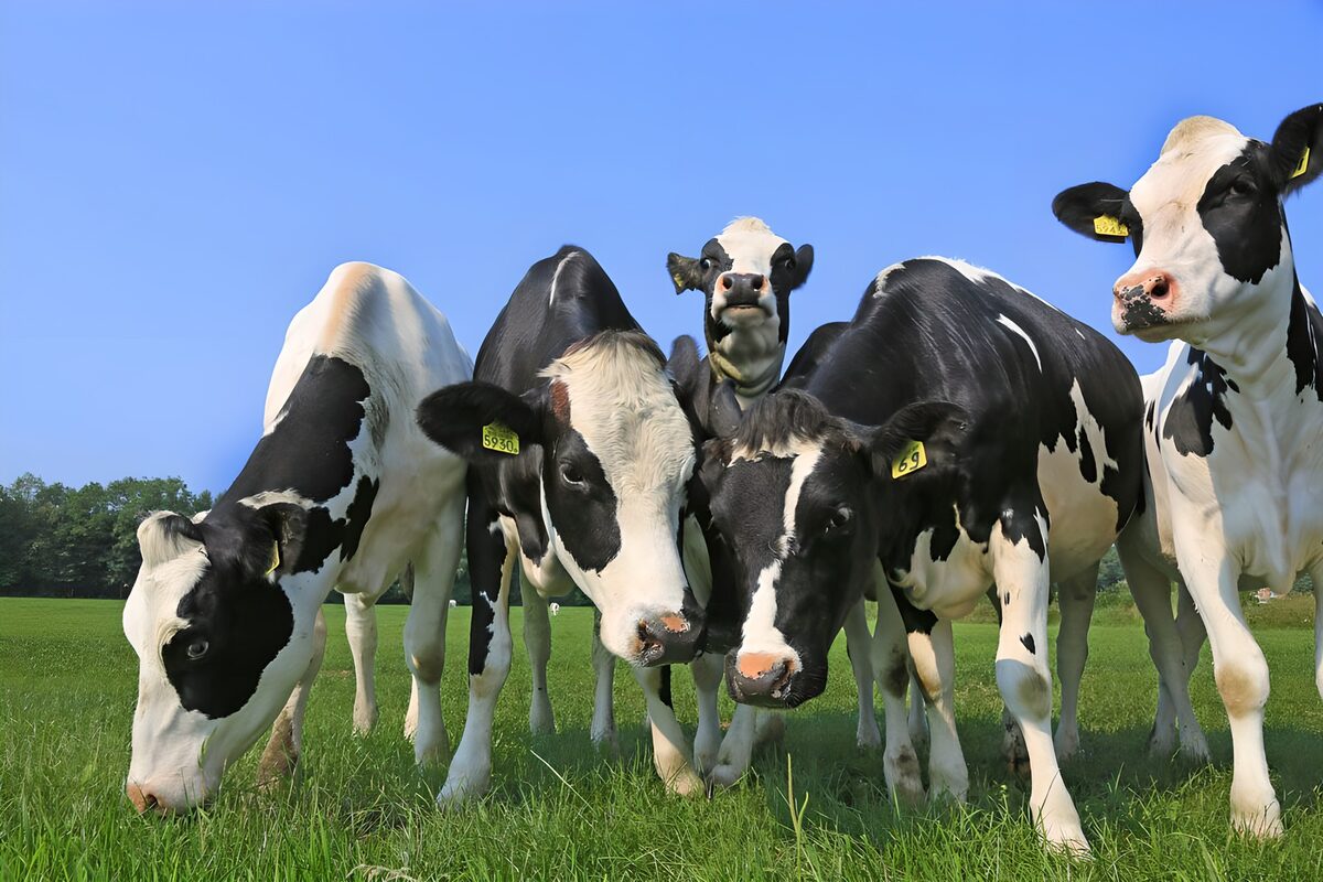OCUK93147: Curious cows in meadow