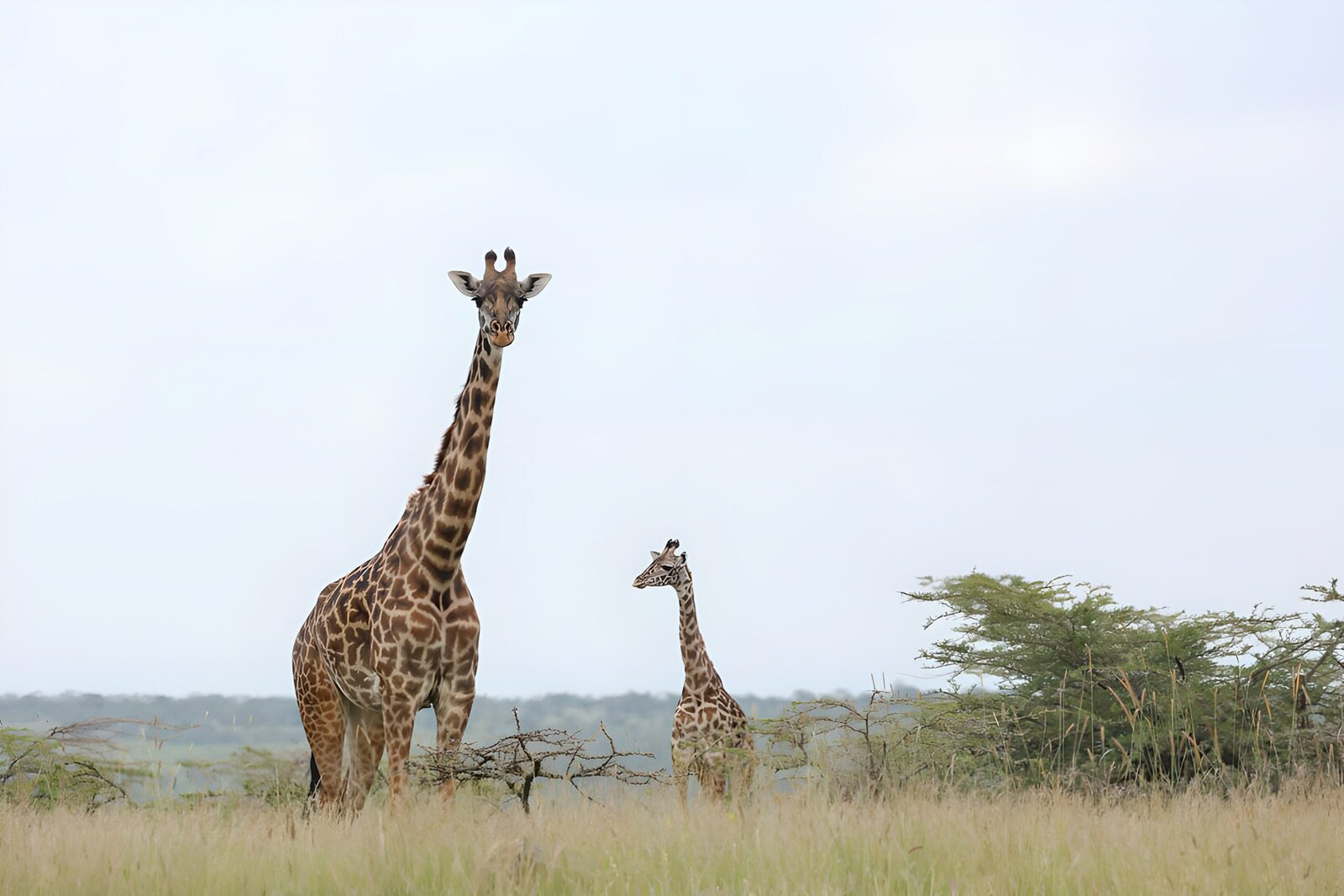 OCUK76845: Majestic Giraffes in the Wild