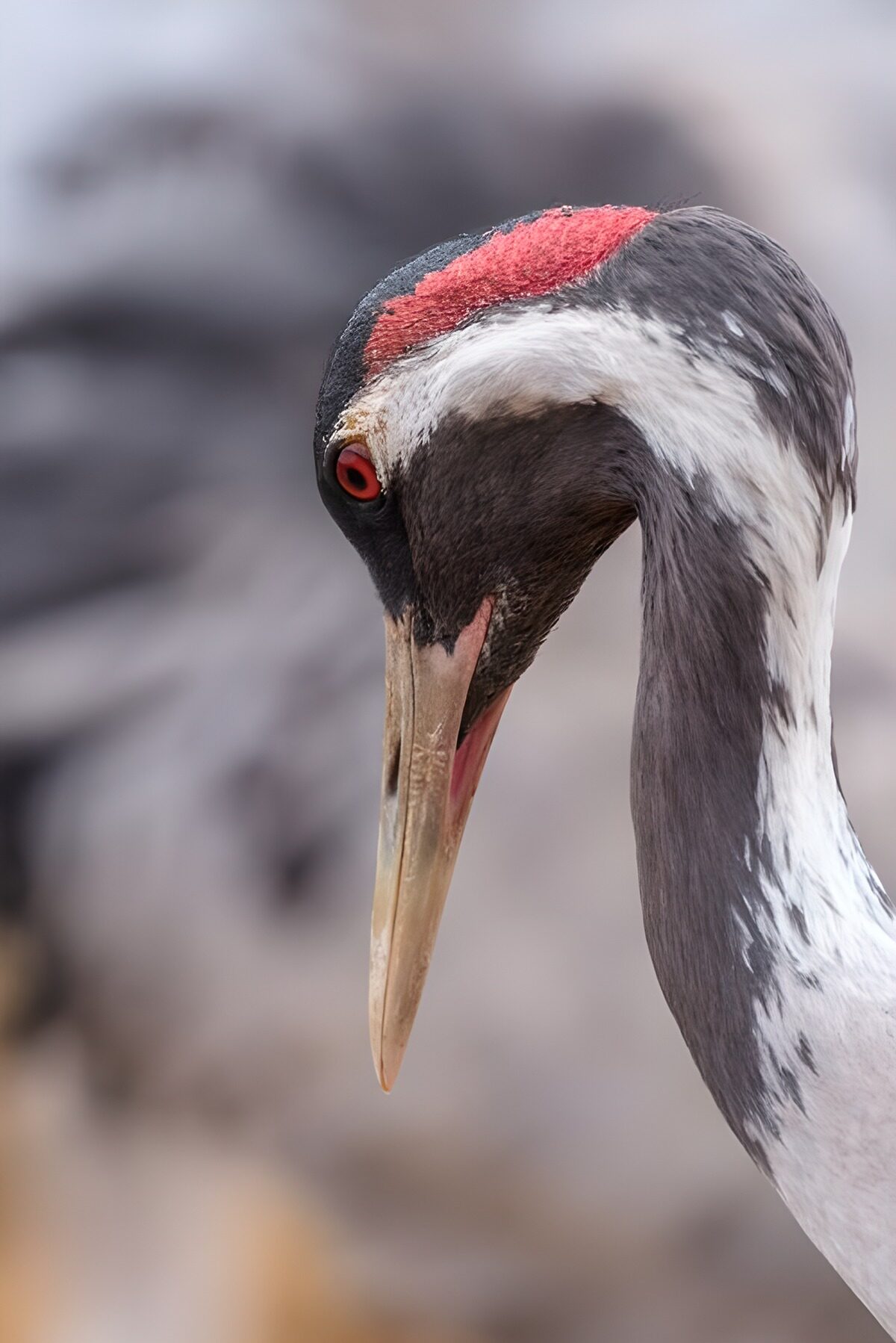 OCUK61927: Majestic Crane Profile