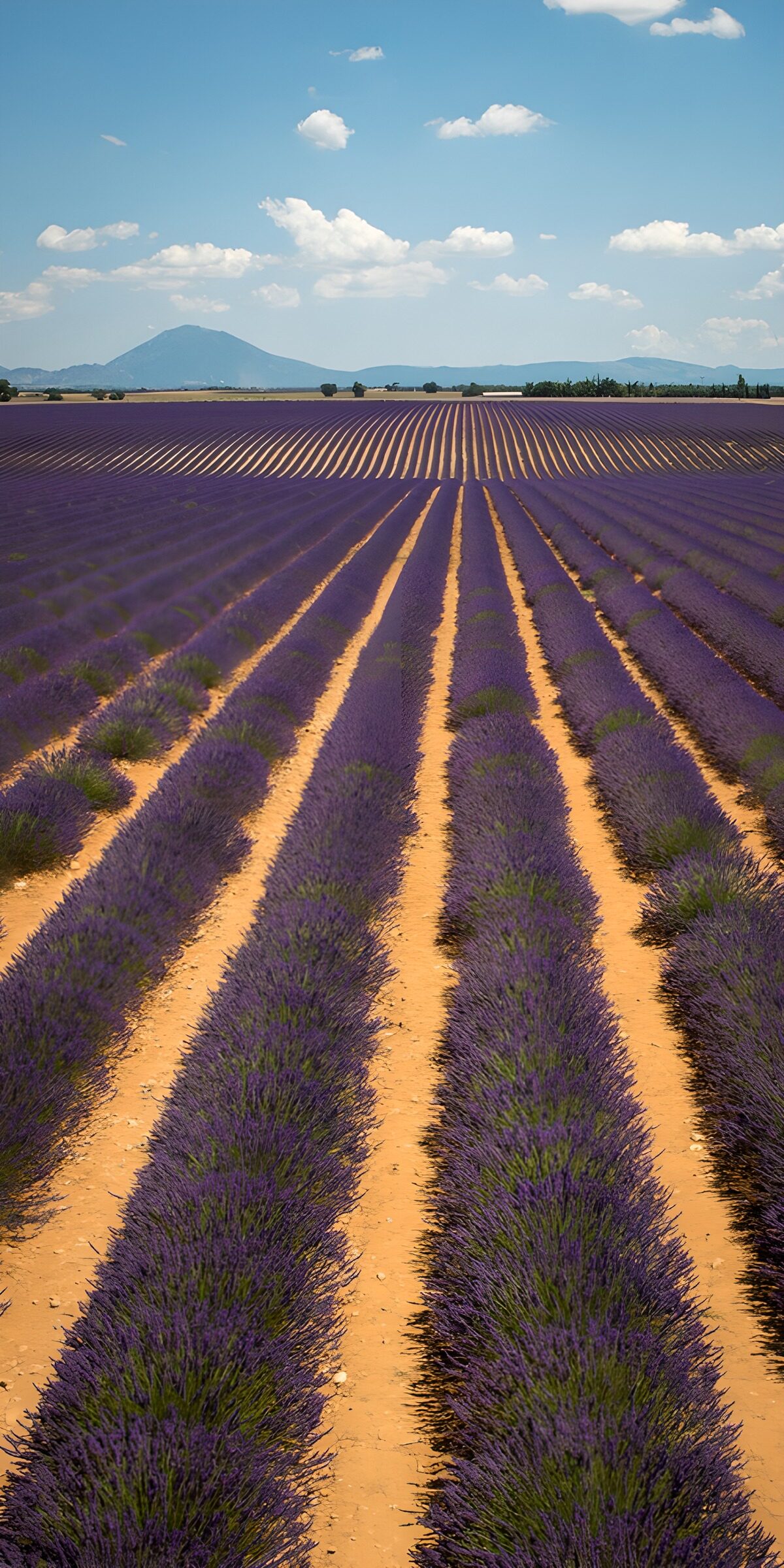 OCUK87117: Lavender Fields Under Blue Skies