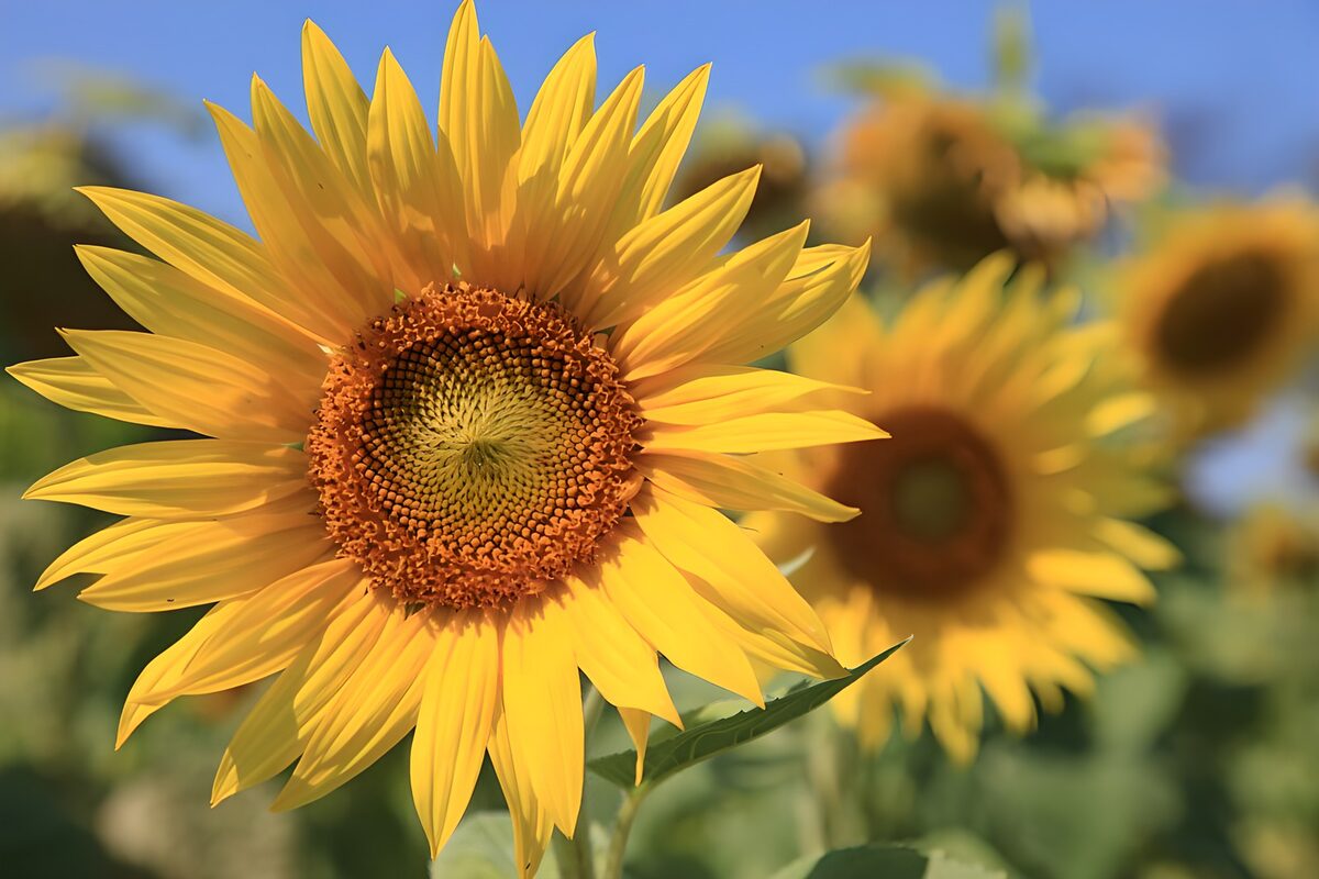 Vibrant Sunflower in Full Bloom