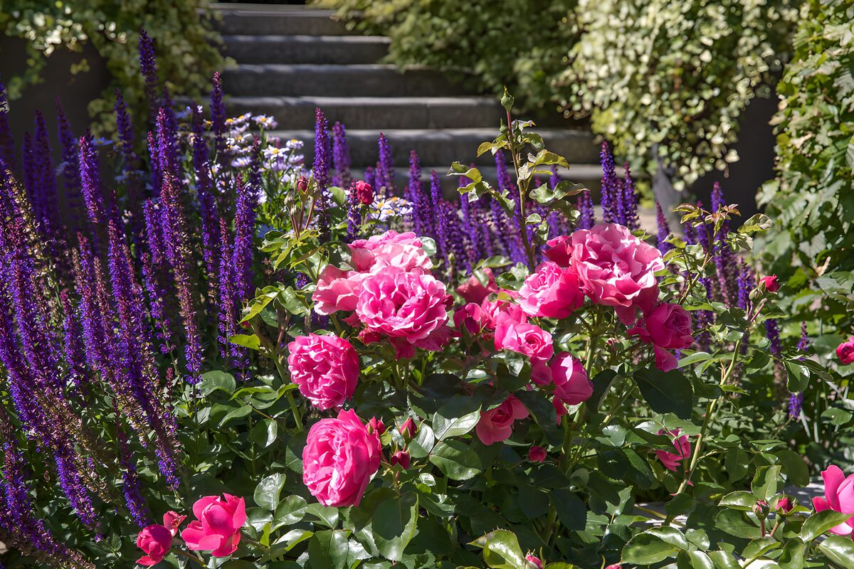 Vibrant Roses Among Lavender Blooms