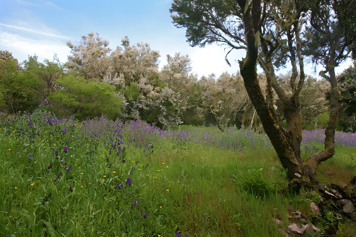 OCUK56641: La Gomera 13