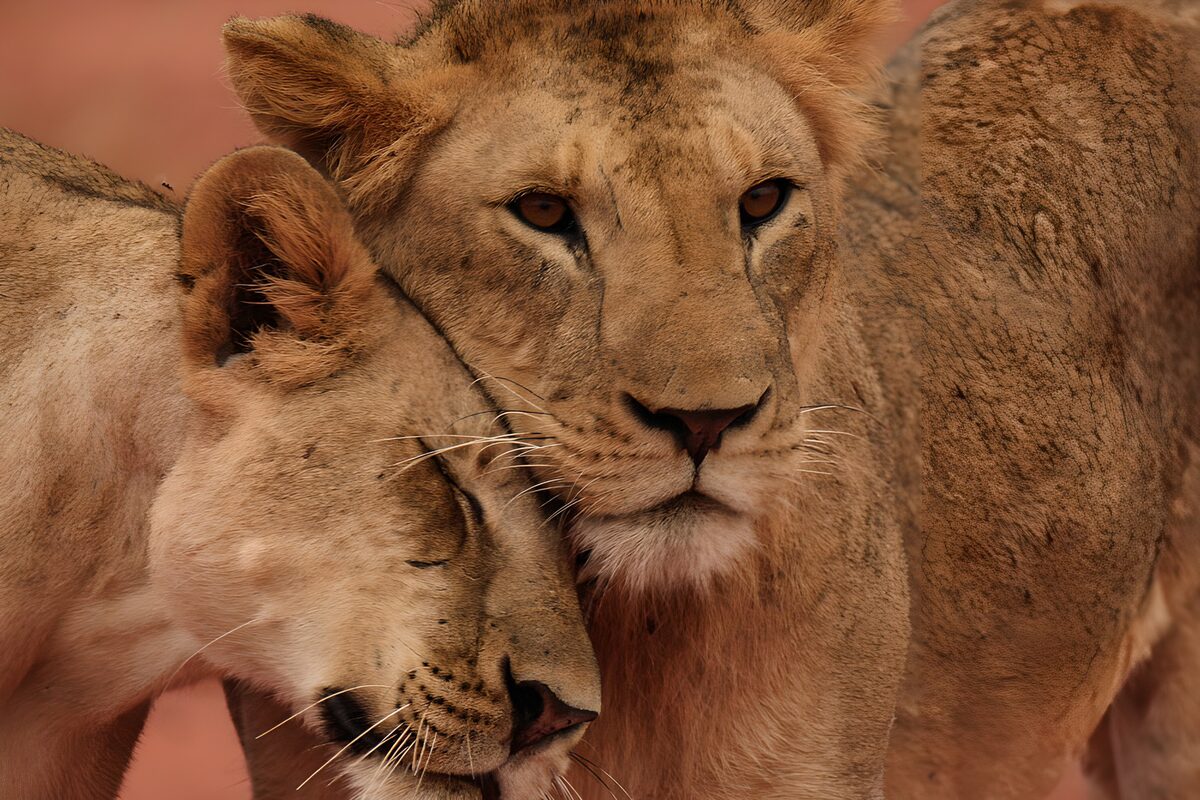 OCUK52431: Affectionate Lions Embracing