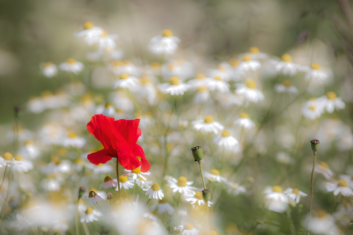 OCUK10029: Bold Red Poppy Amidst Daisies