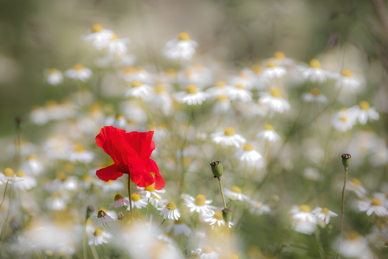 OCUK10029: Bold Red Poppy Amidst Daisies