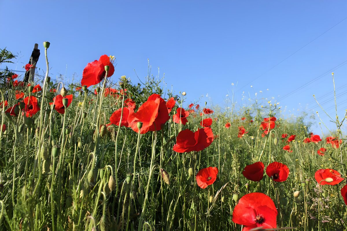 Poppies in field 1