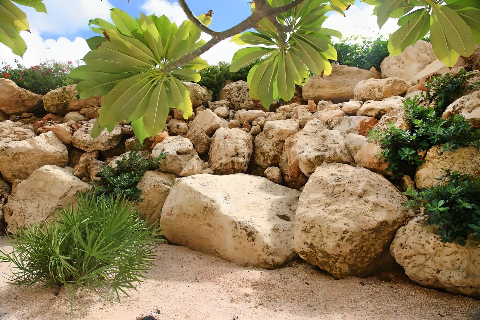 OCUK94598: Branch with leaves and view on the rocks