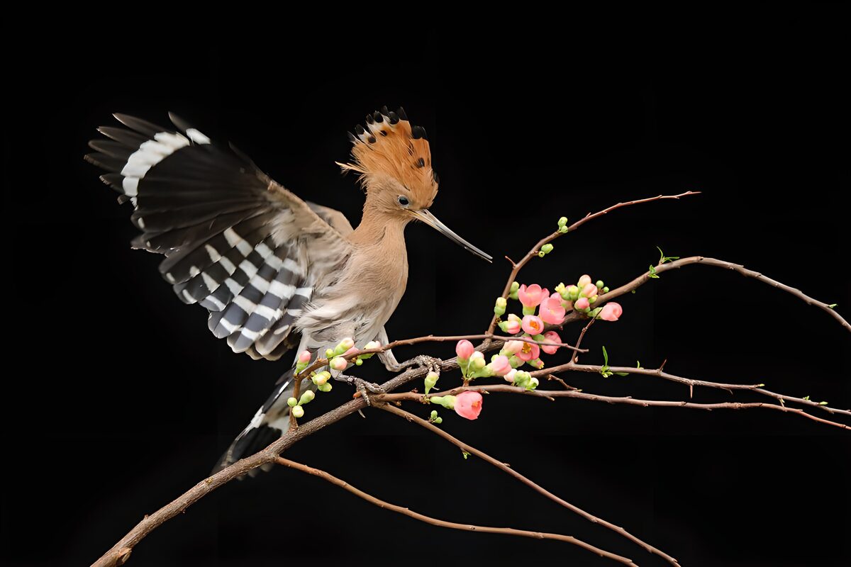 OCUK38088: Charming Hoopoe Amidst Blossoms