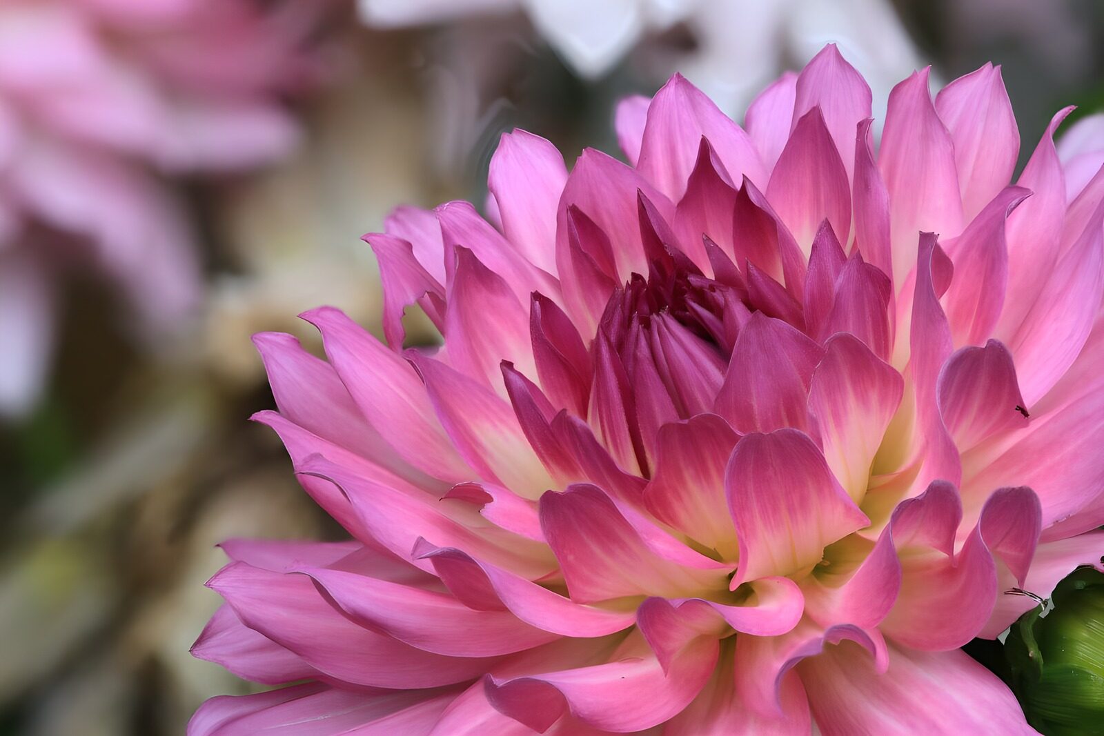 OCUK17775: Pink dahlia 2