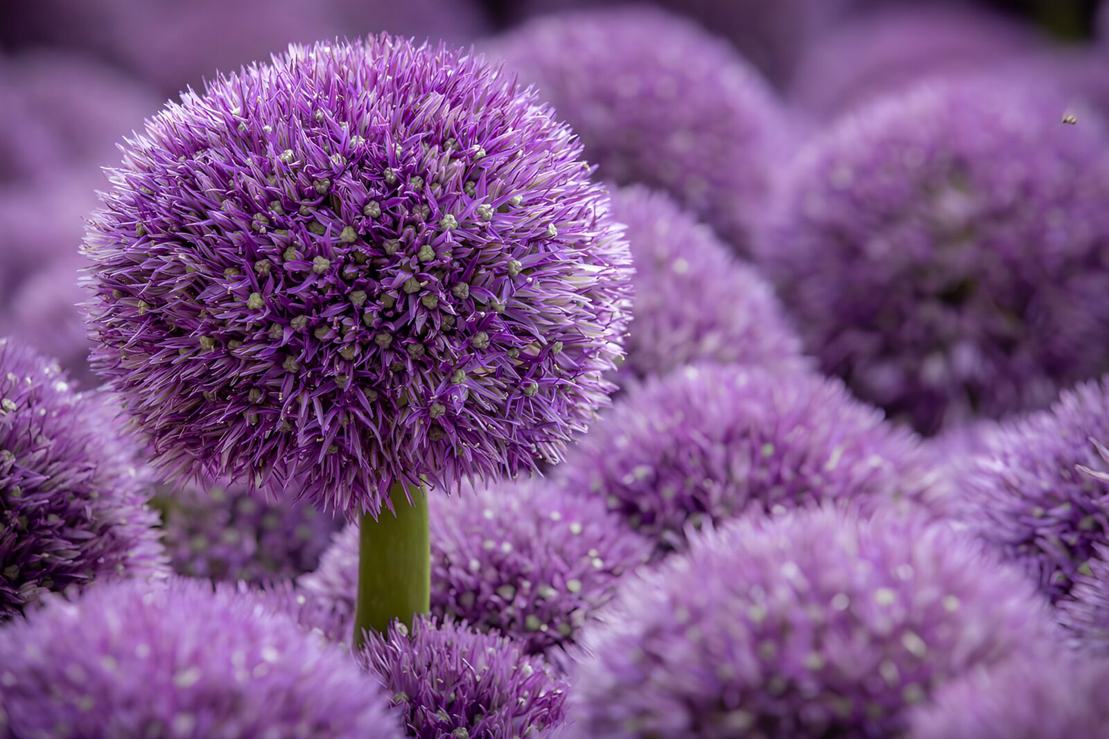 OCUK69951: Vibrant Purple Alliums in Bloom