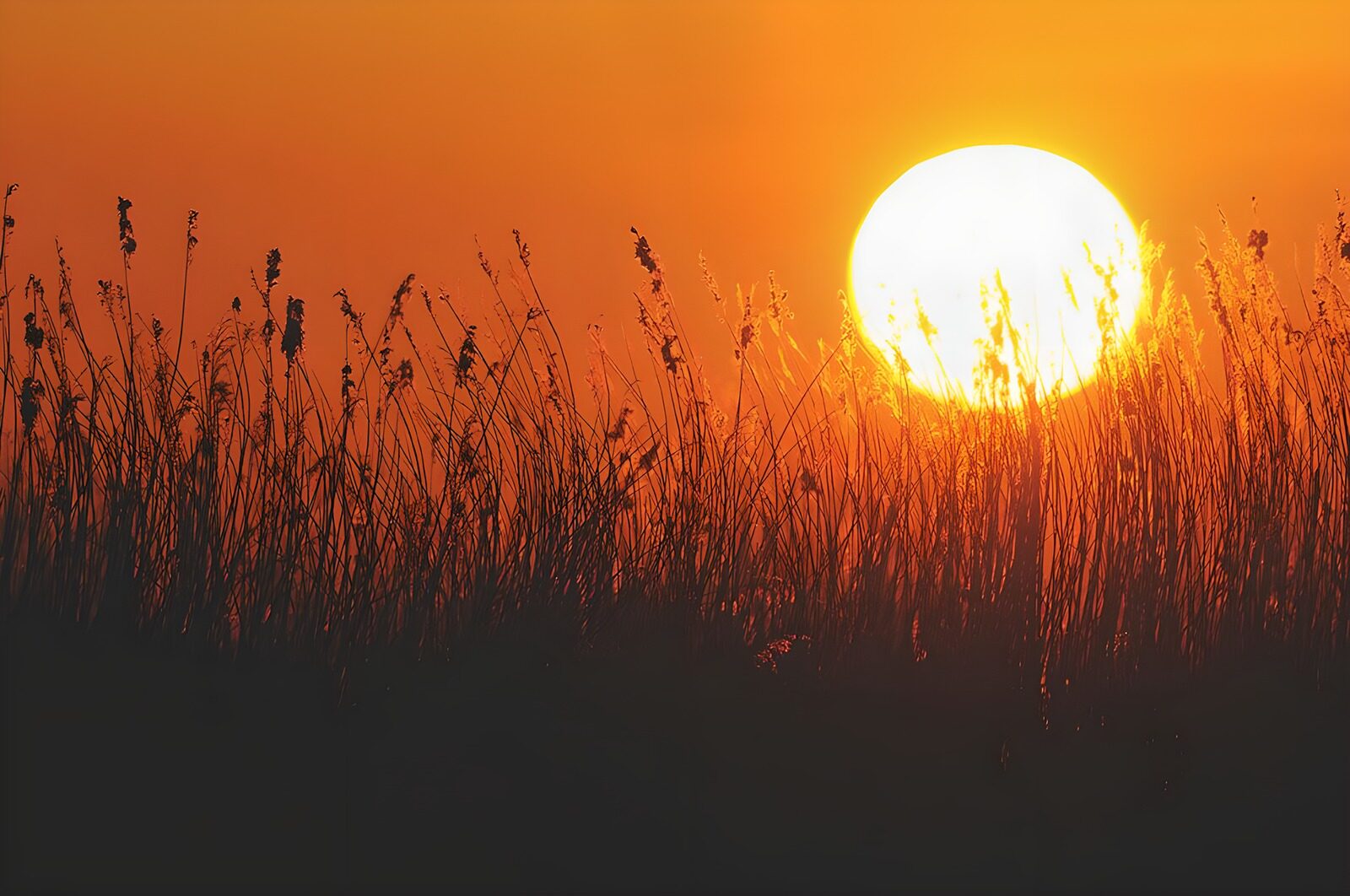 OCUK33089: Golden Sunset Over Grassy Horizon