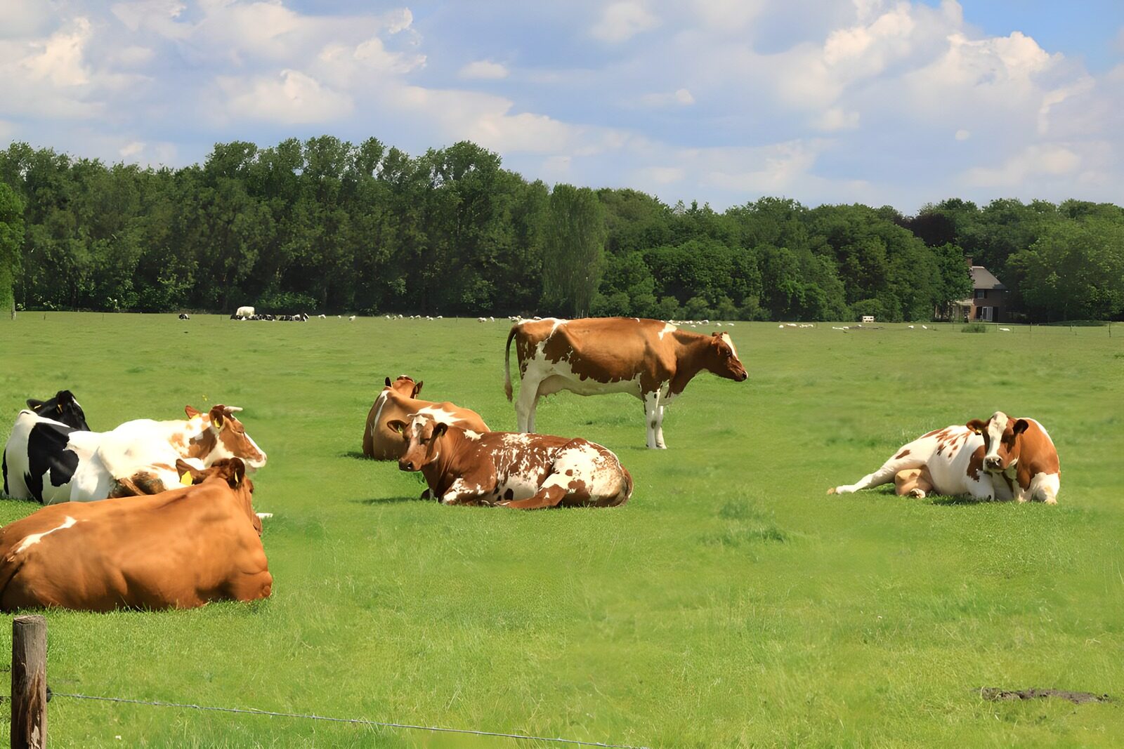 OCUK87946: Meadow with cows