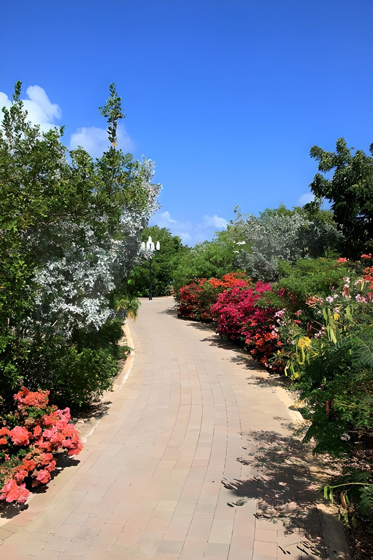 Lane with bush and flowers and blue sky