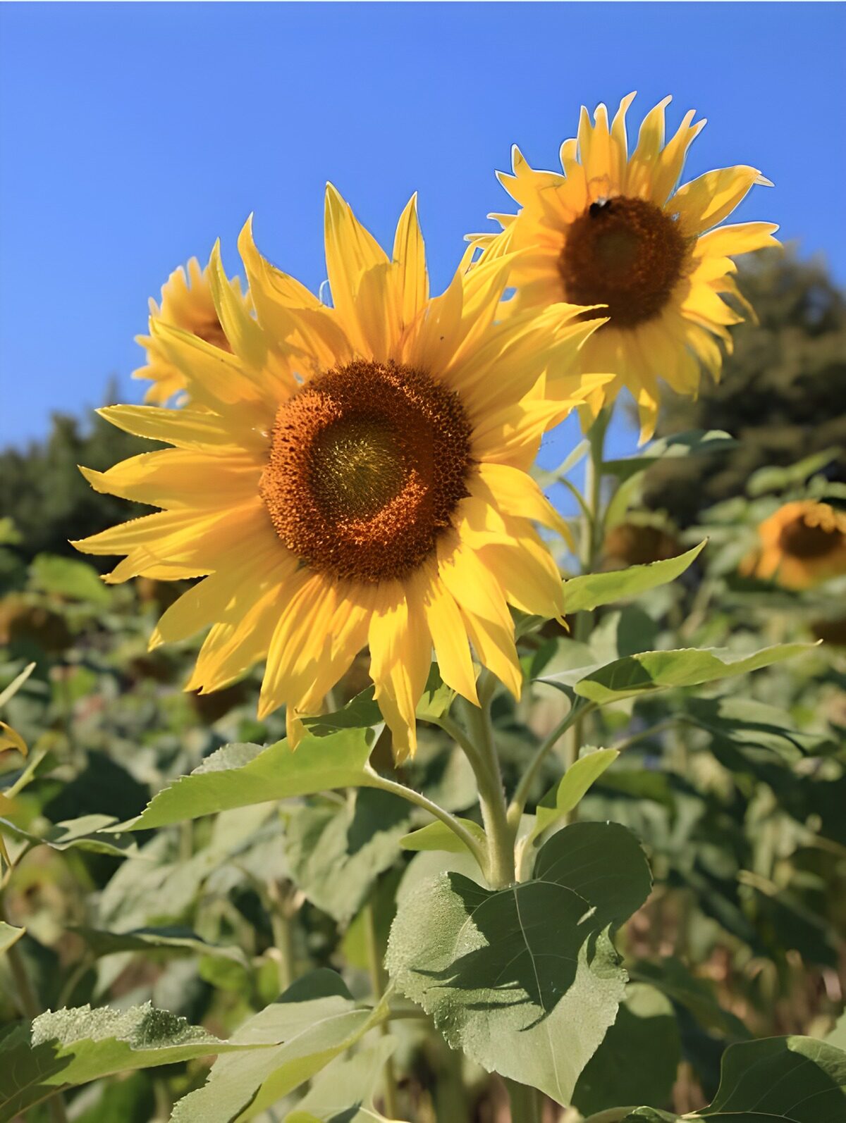 Bright Sunflowers Under Blue Sky