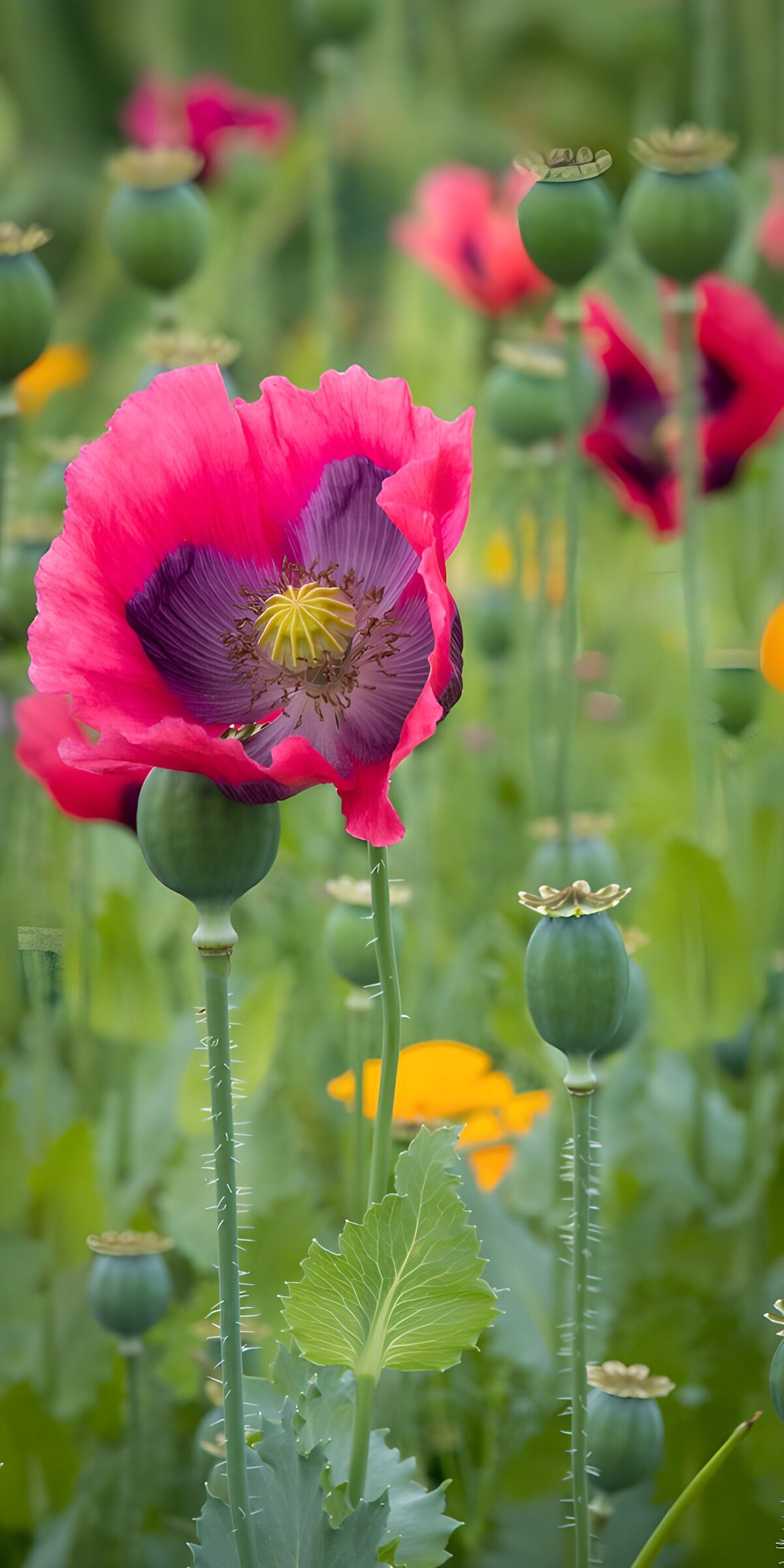OCUK49491: Vibrant Poppy Bloom in Nature