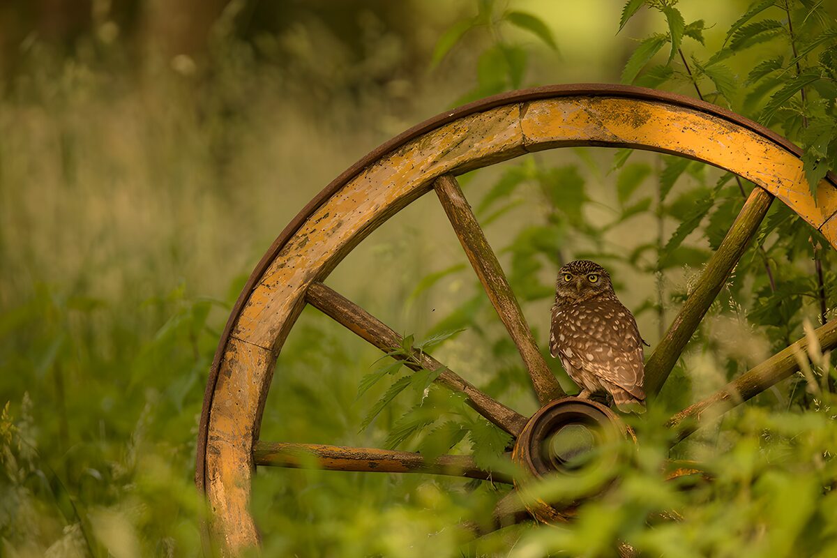 OCUK66566: Owl Perched on an Old Wheel