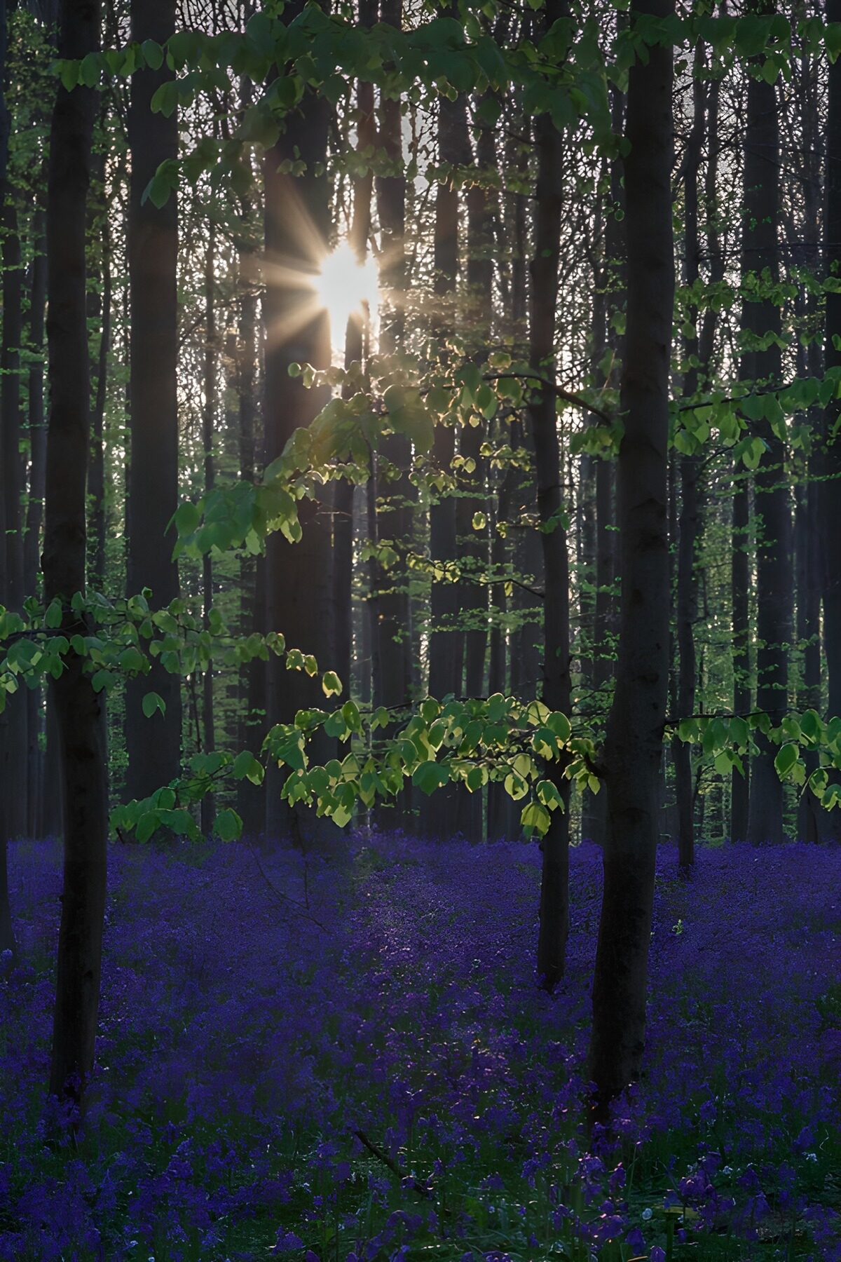 OCUK71040: Enchanted Forest at Sunrise